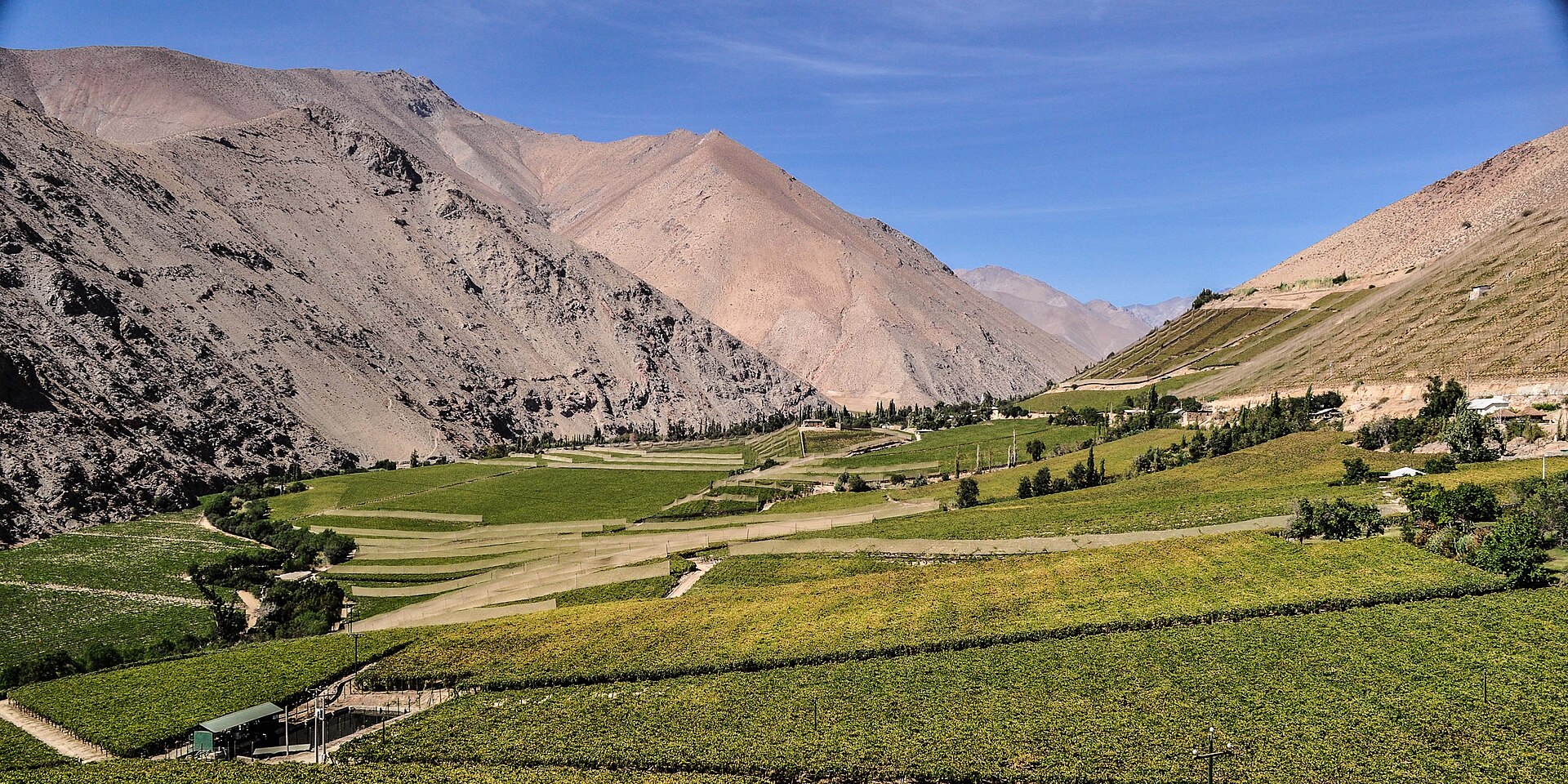 Green vineyards along the Elqui Valley floor beneath arid Andean mountains
