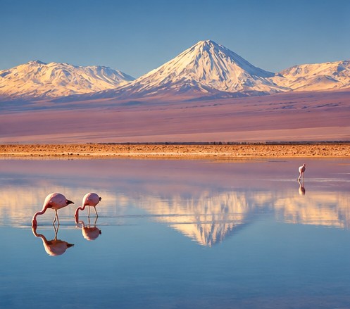 Andean flamingos reflected in a lagoon beneath a snow-capped volcano
